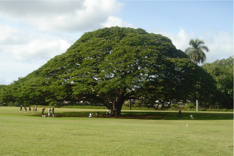 درخت هیتاچی هاوایی